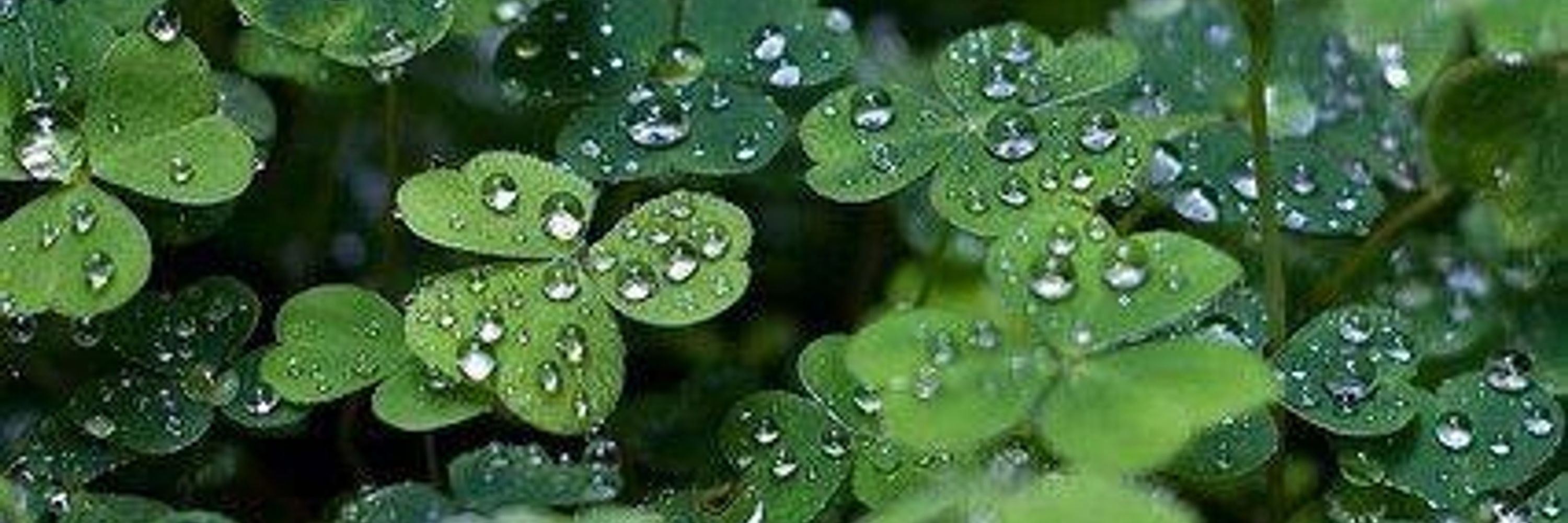•°🍀Clover_Witch🍀°•