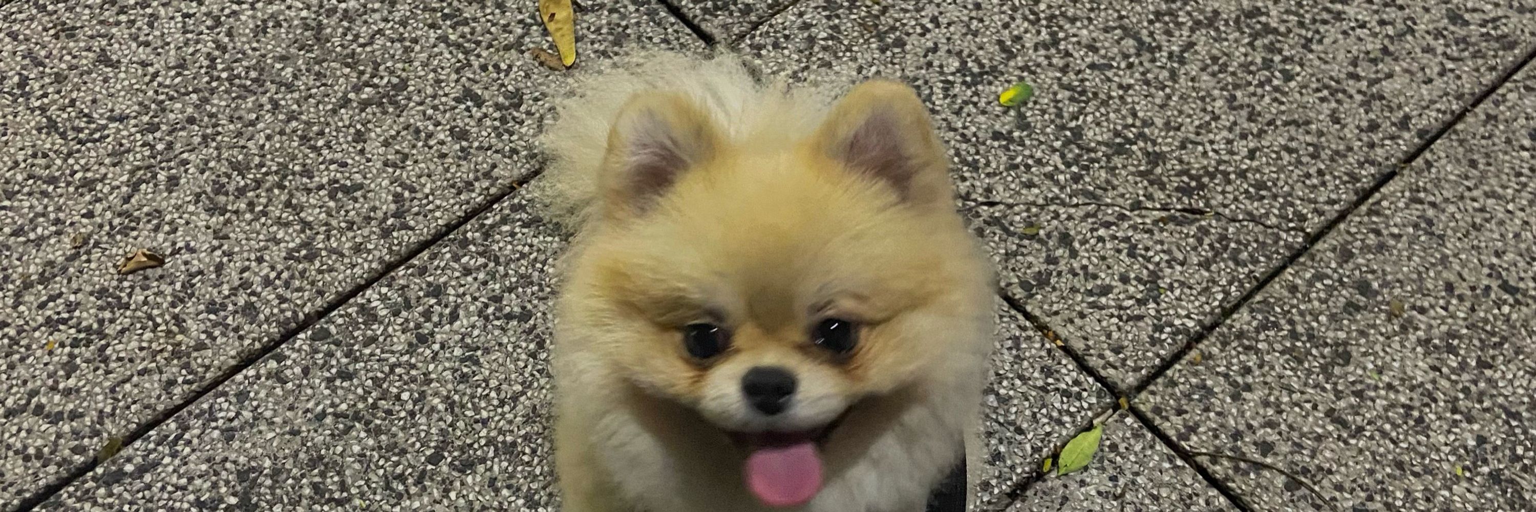 xavier 