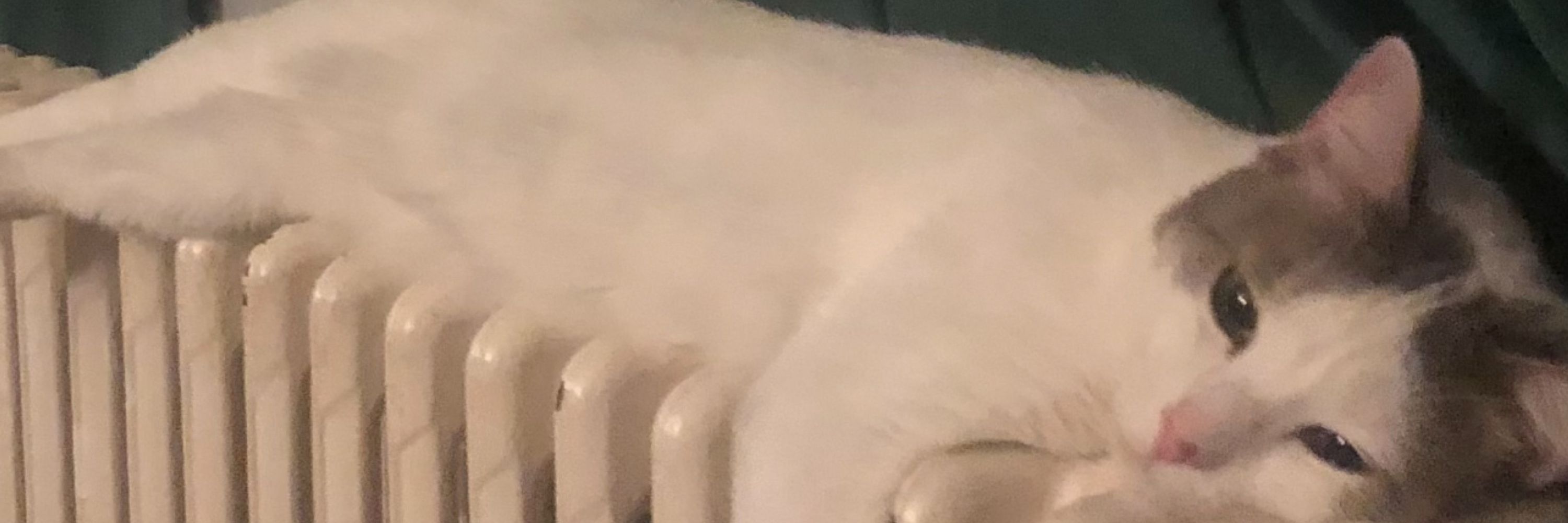 adam