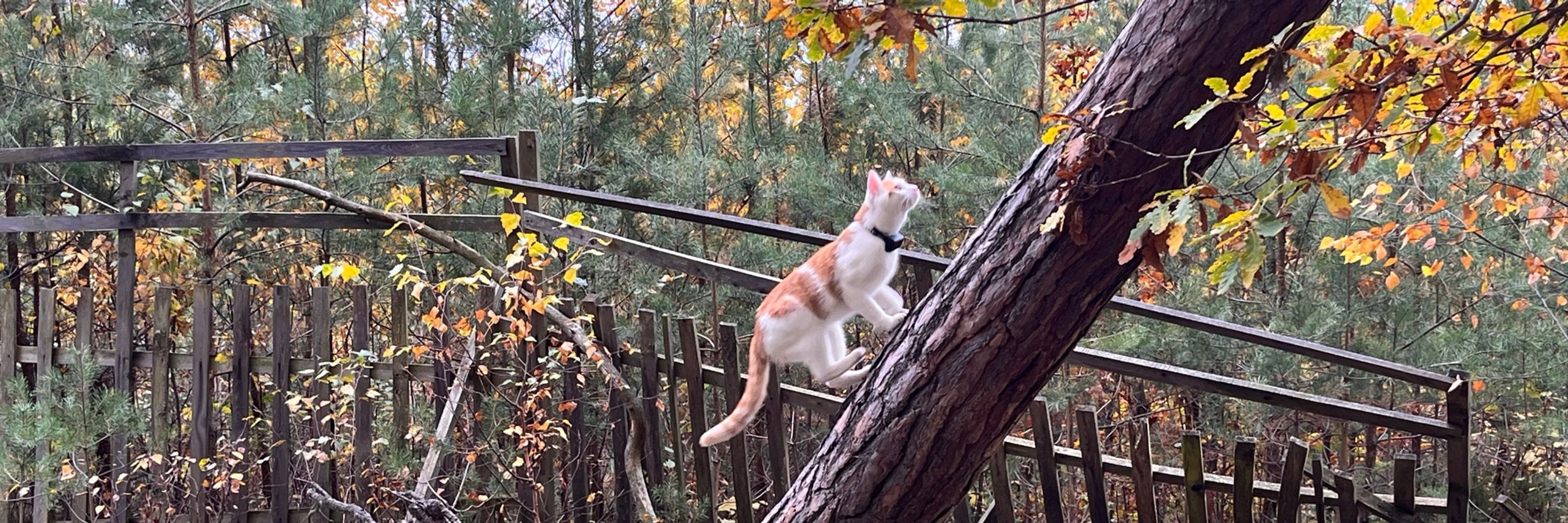 Sunny the Orange Cat