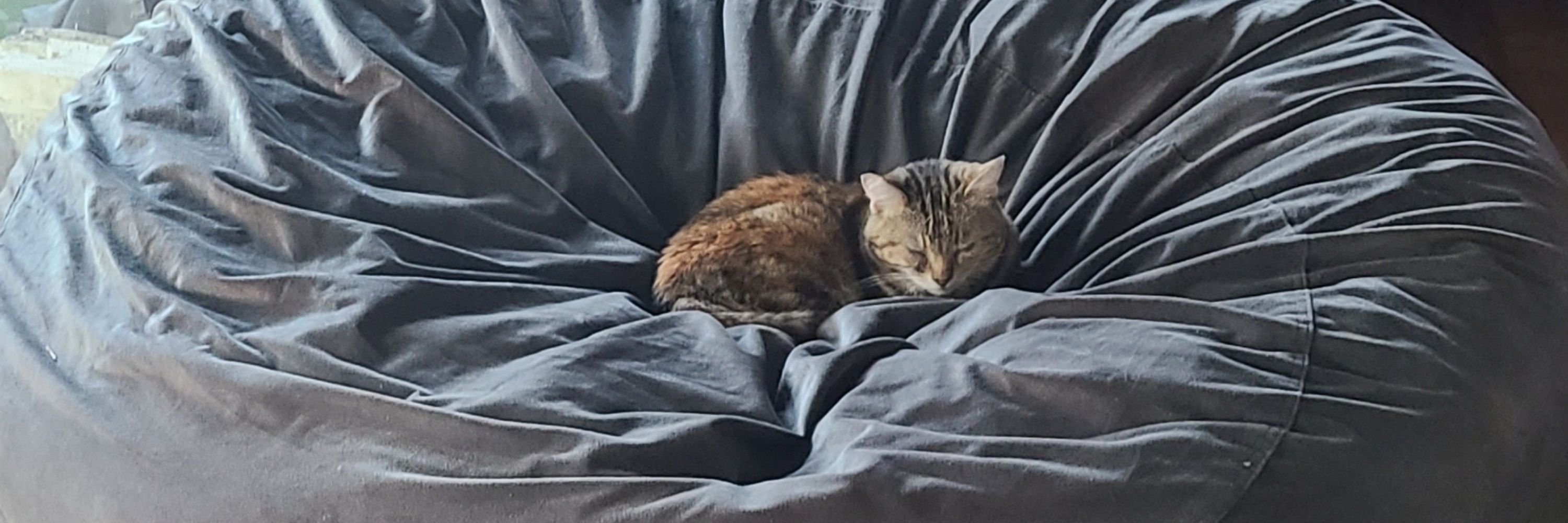 Emma the Tiny Cat