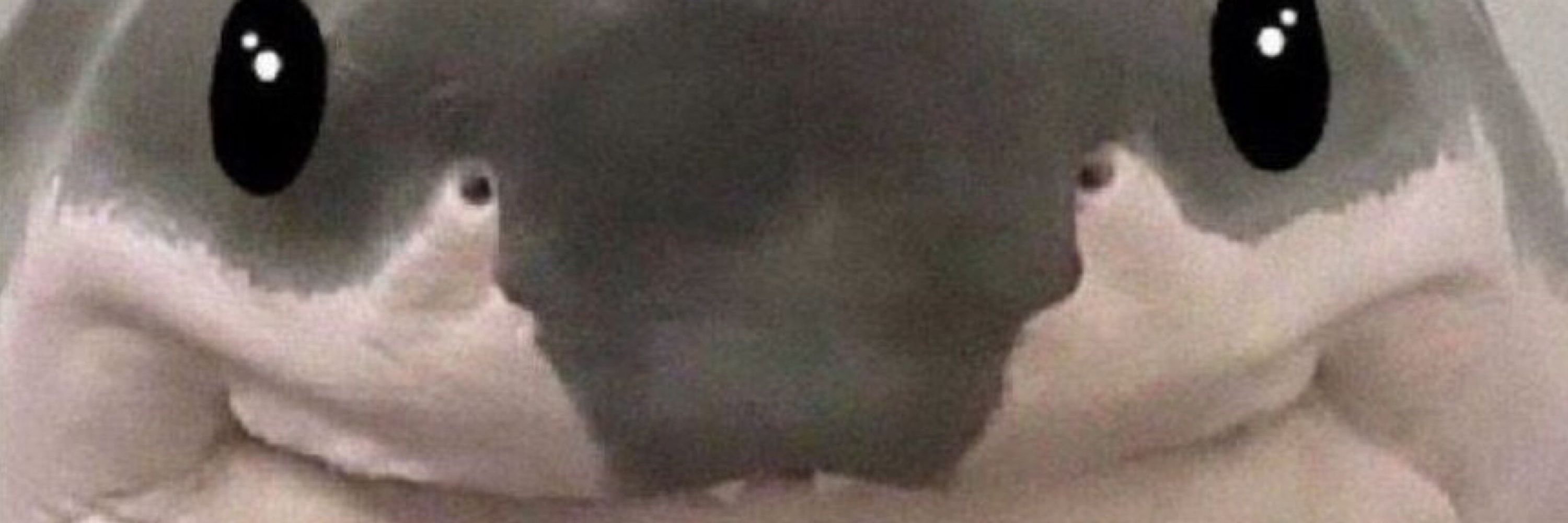 Barkbork