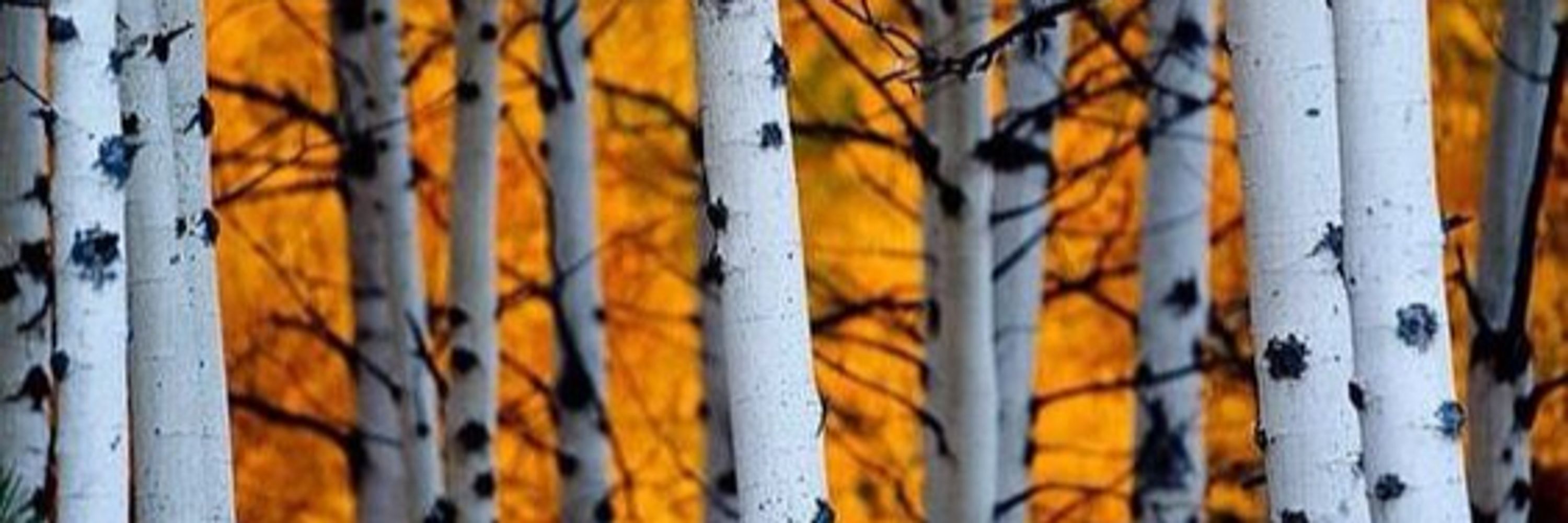 Aspen