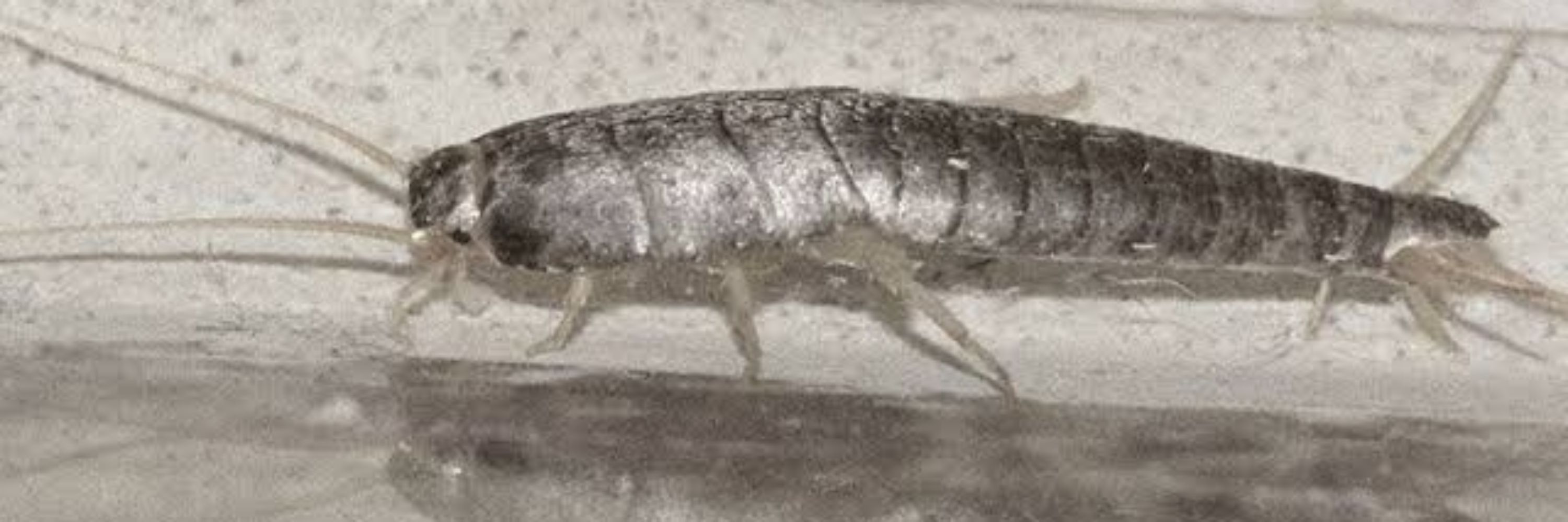 Stalin | • A Silverfish enjoyer 🤍🗯