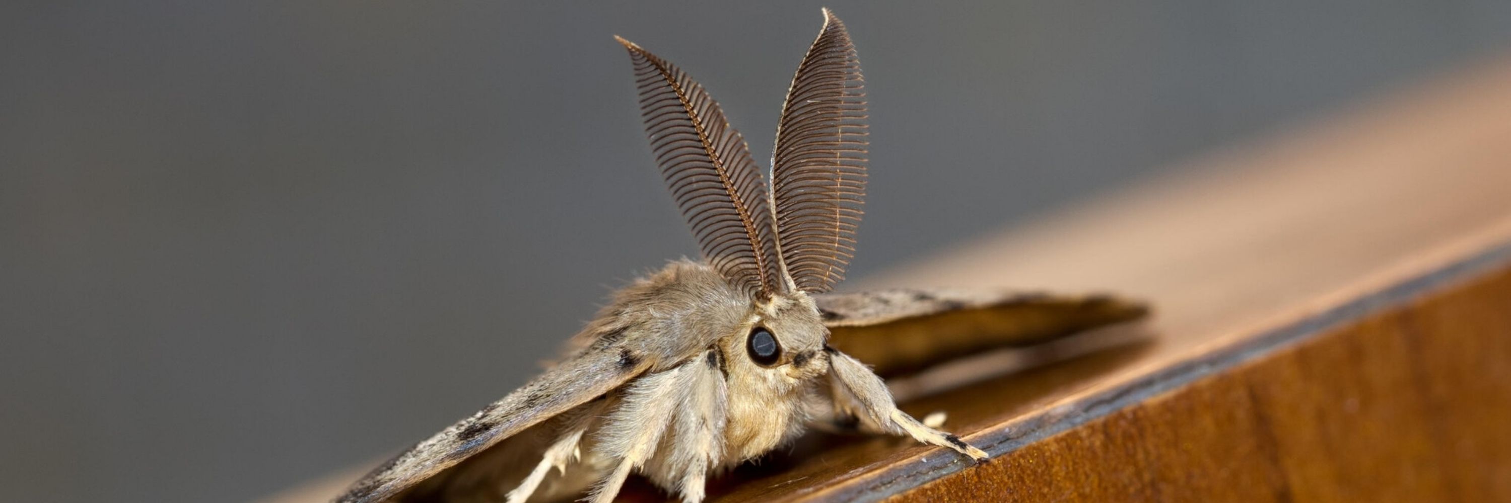 Moth