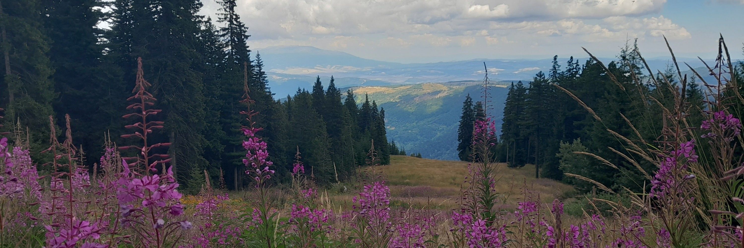 Хайманата