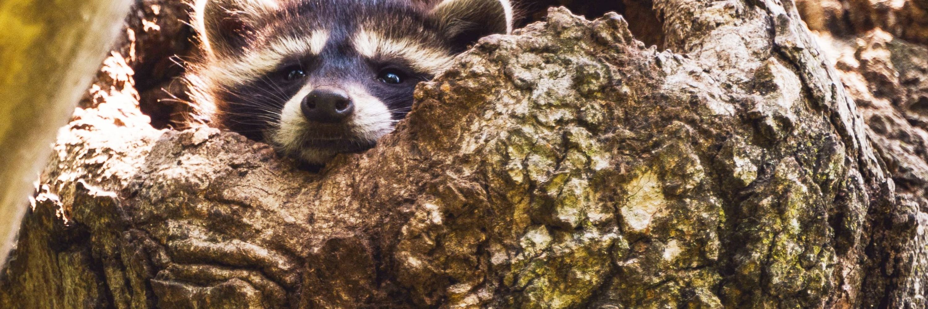 Lɪᴢ 🦴🫙🦝
