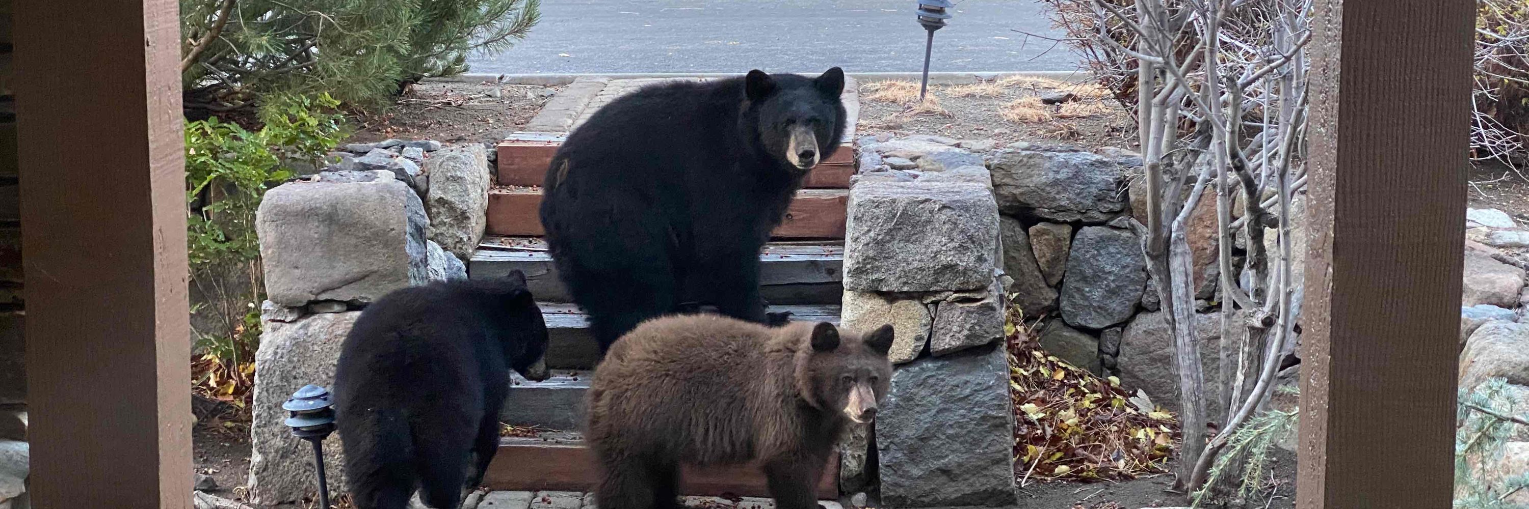 Bears of Tahoe
