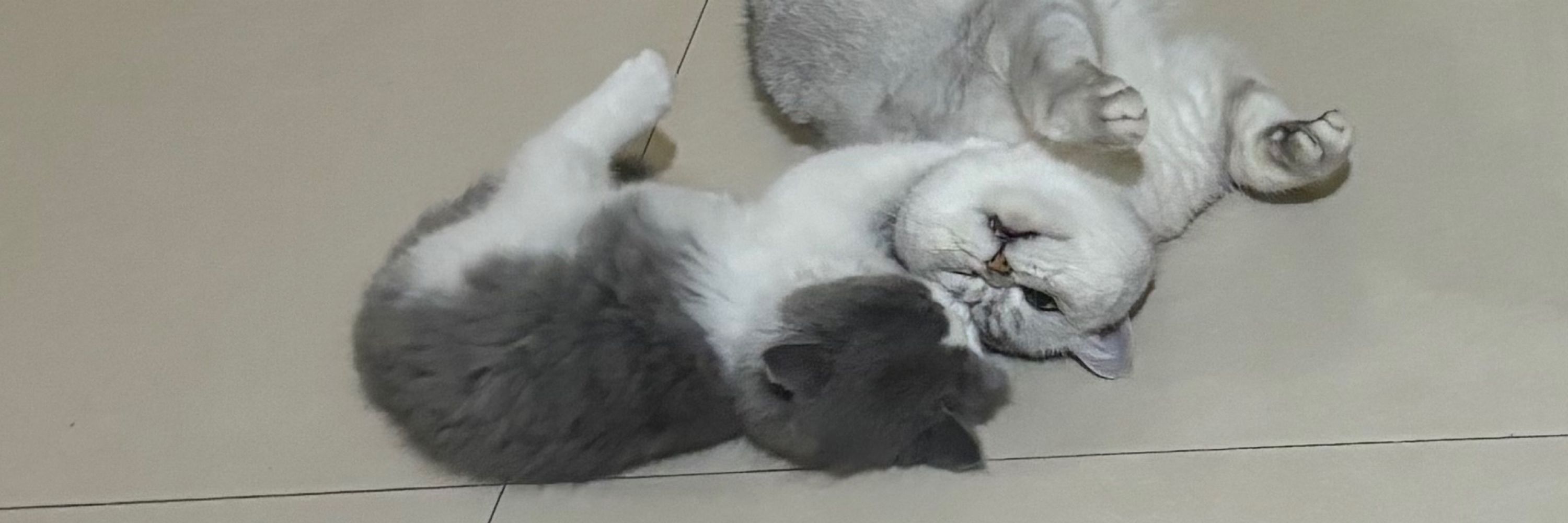 善良小猫猫