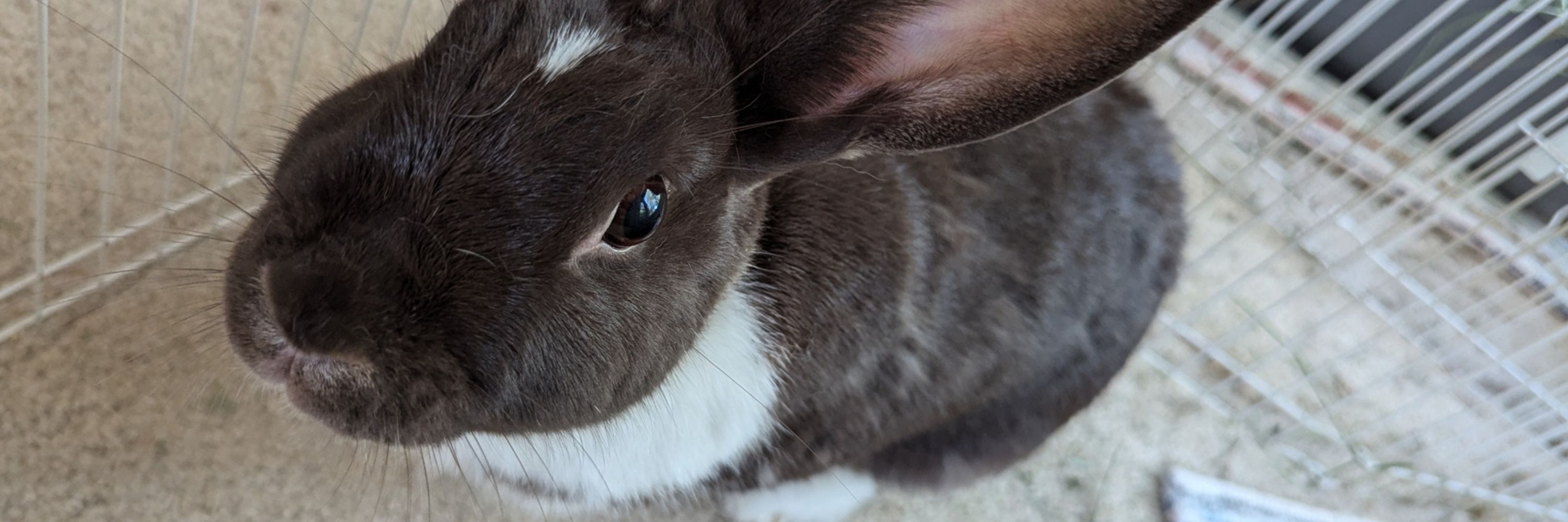 Katie the Bun Lady