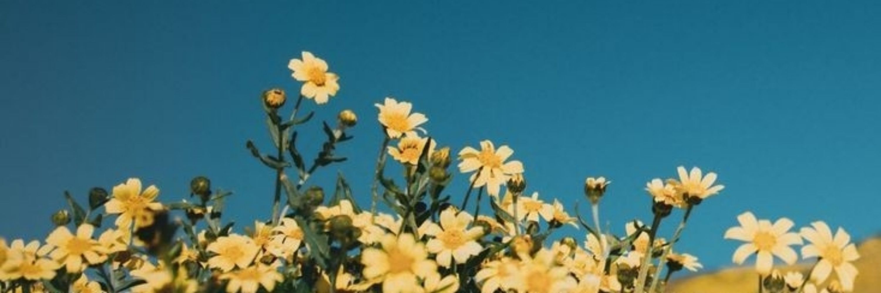 Polr🌼