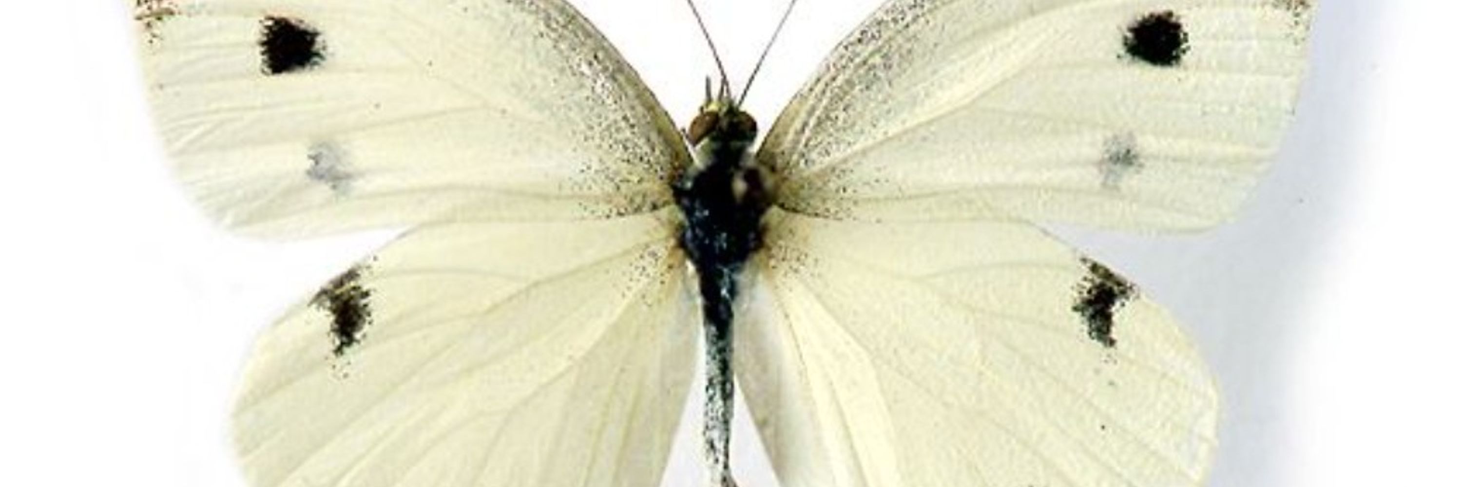Jiaxira 