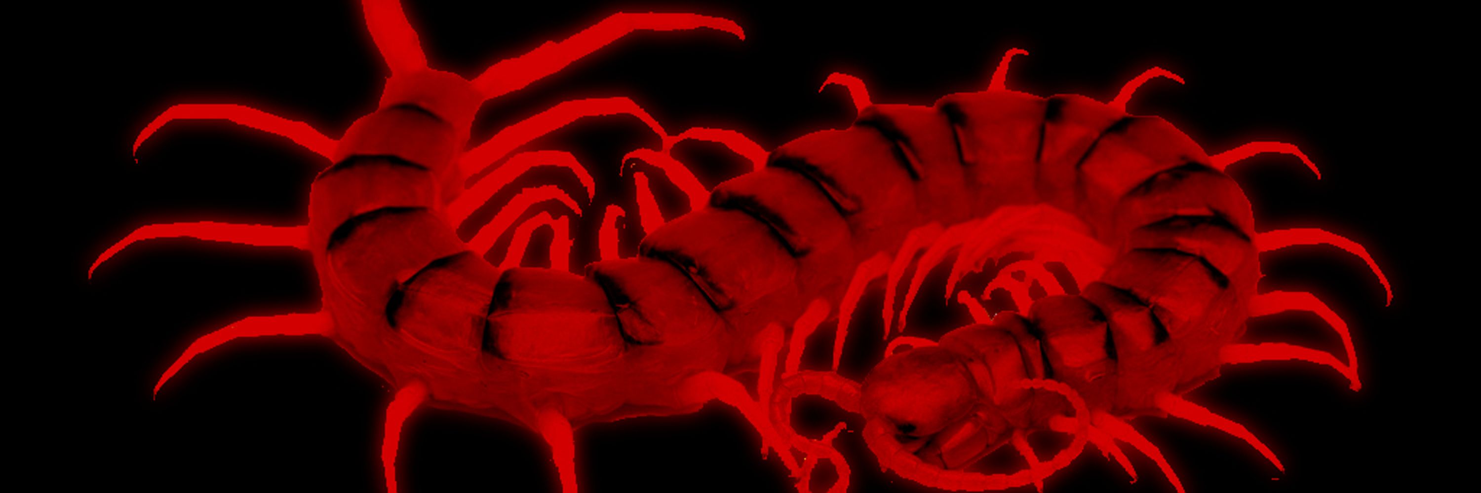 🍁Scolopendra