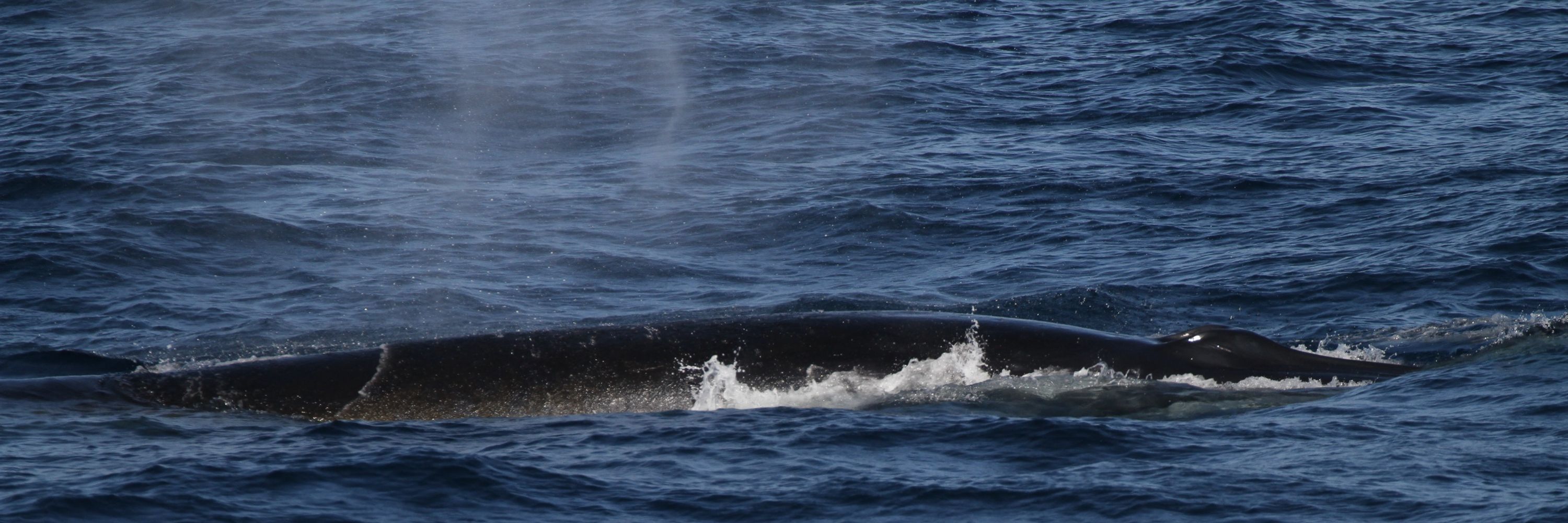 ツチクジラを陸から探す人