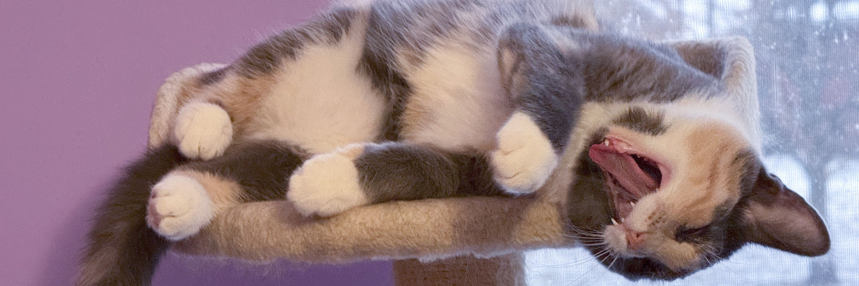 Juniper