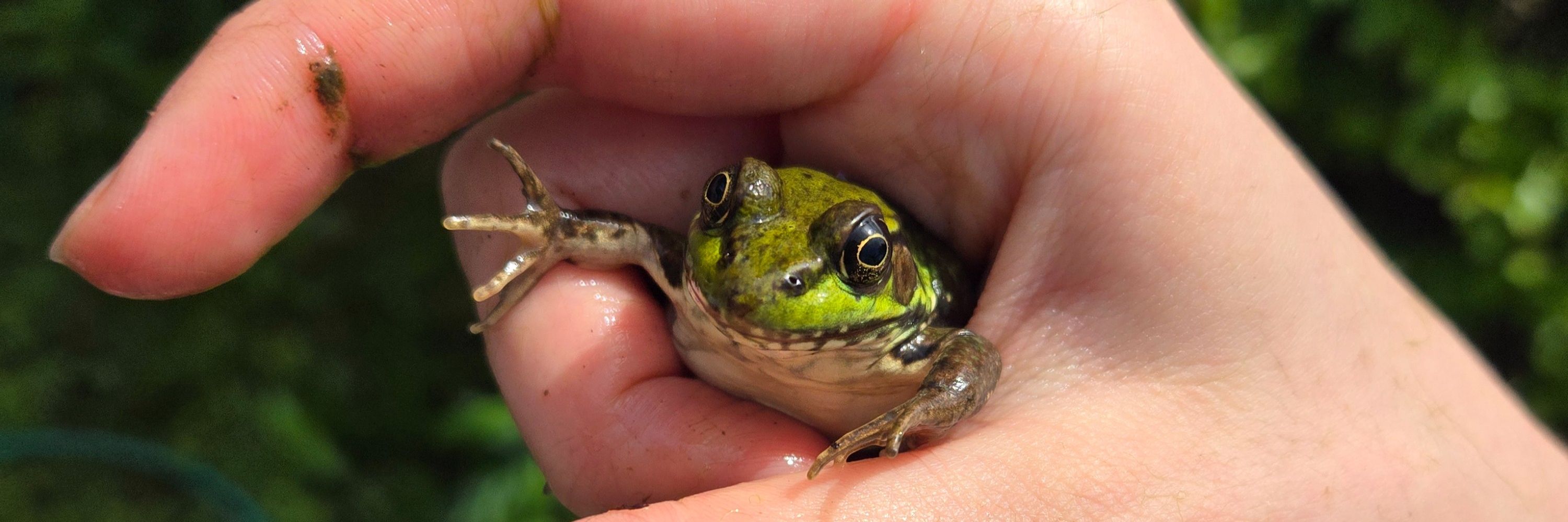 Frog