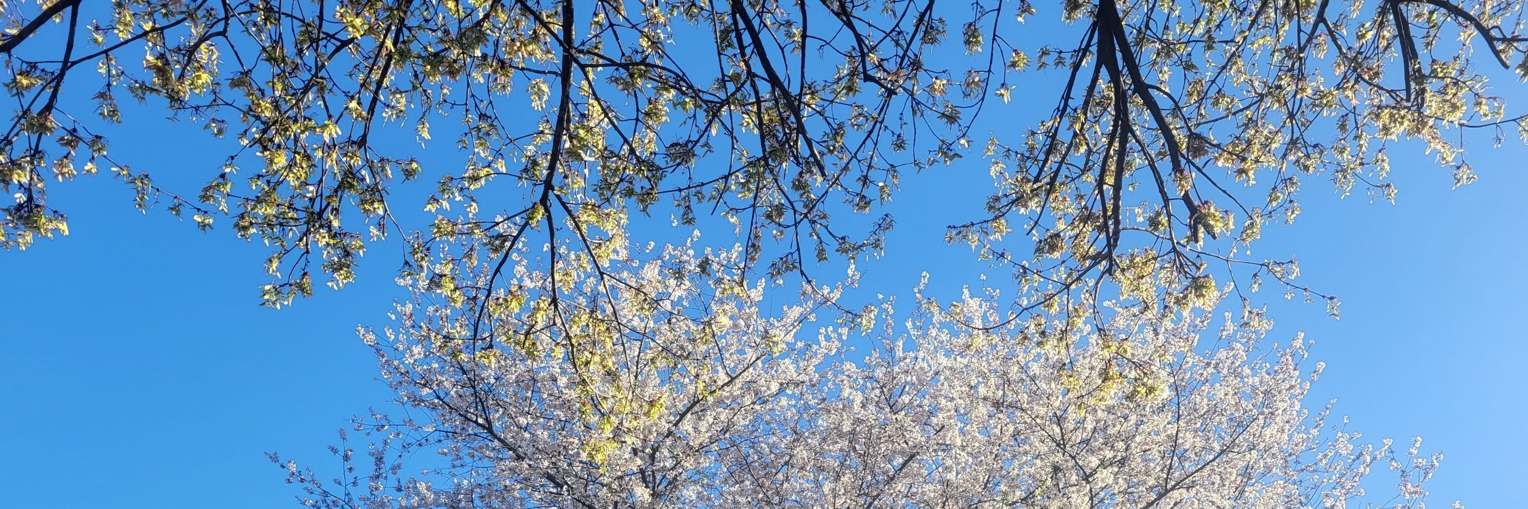 호재구