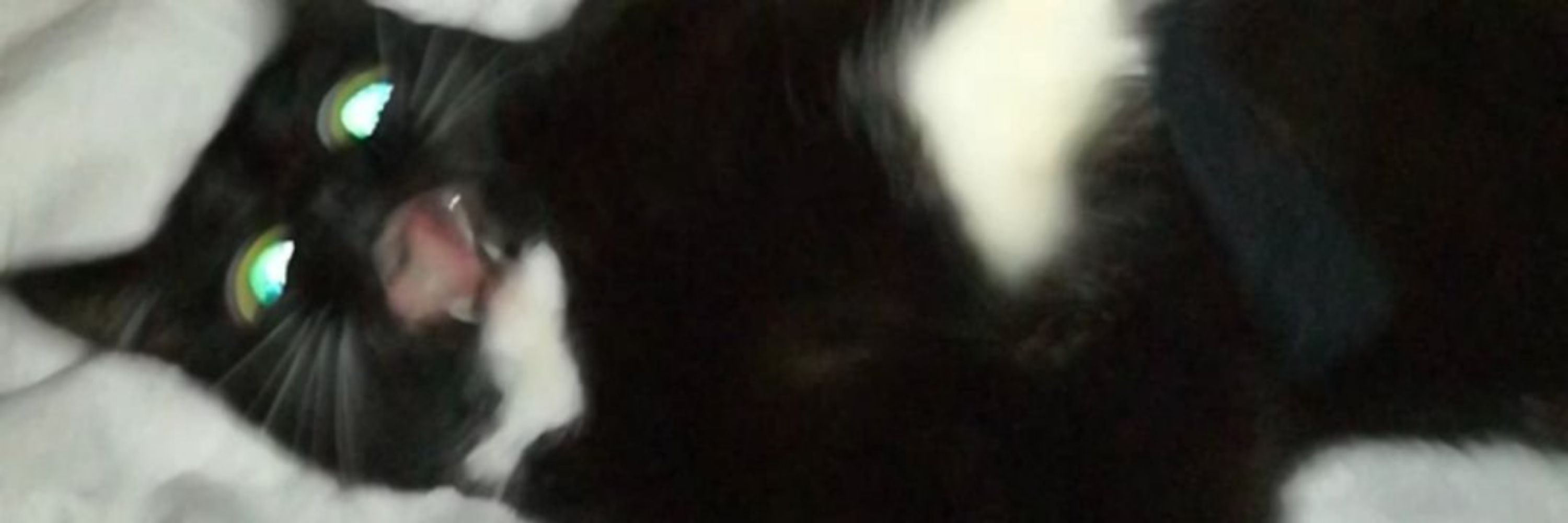 🌙 🎃 Voldelig Ulv 🌻🎃 ~ tadpoled