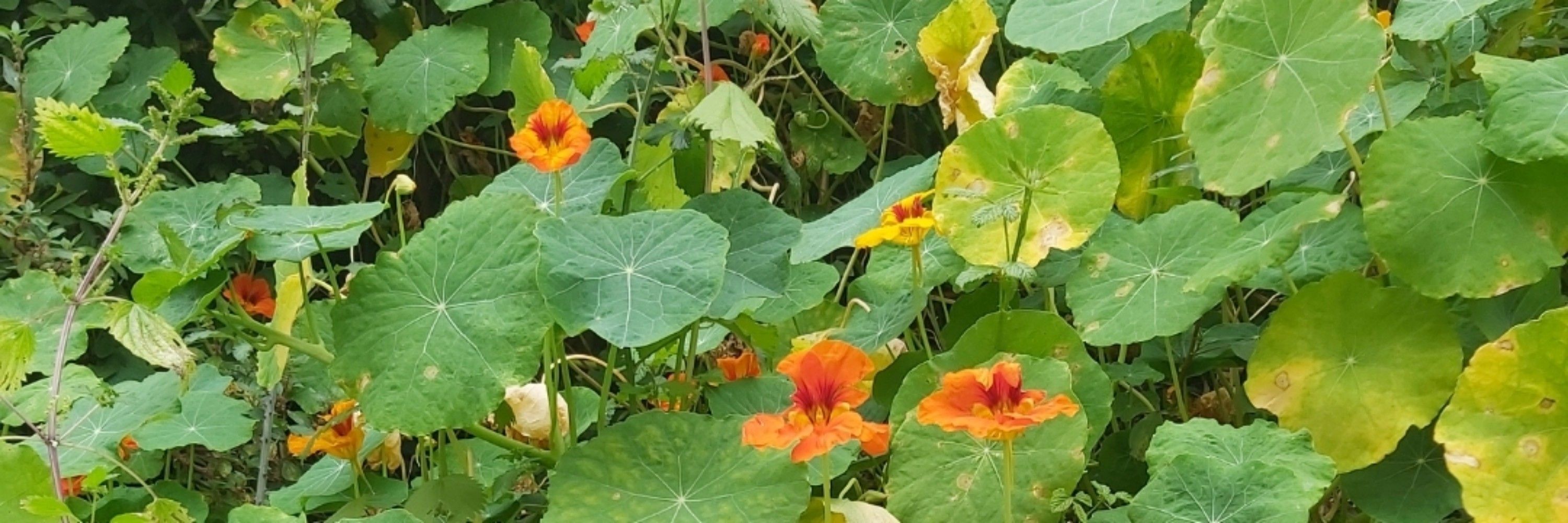B.