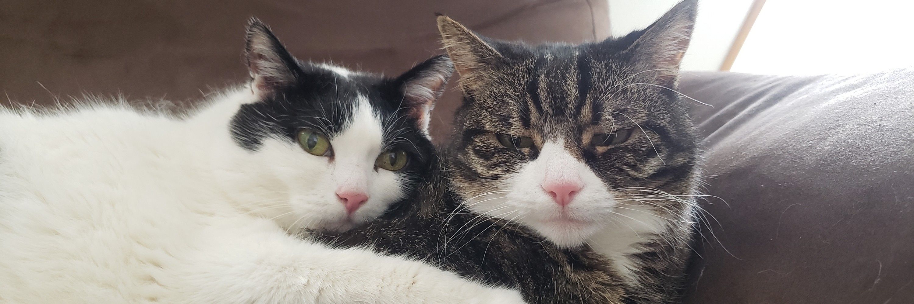 Calypso et Athéna