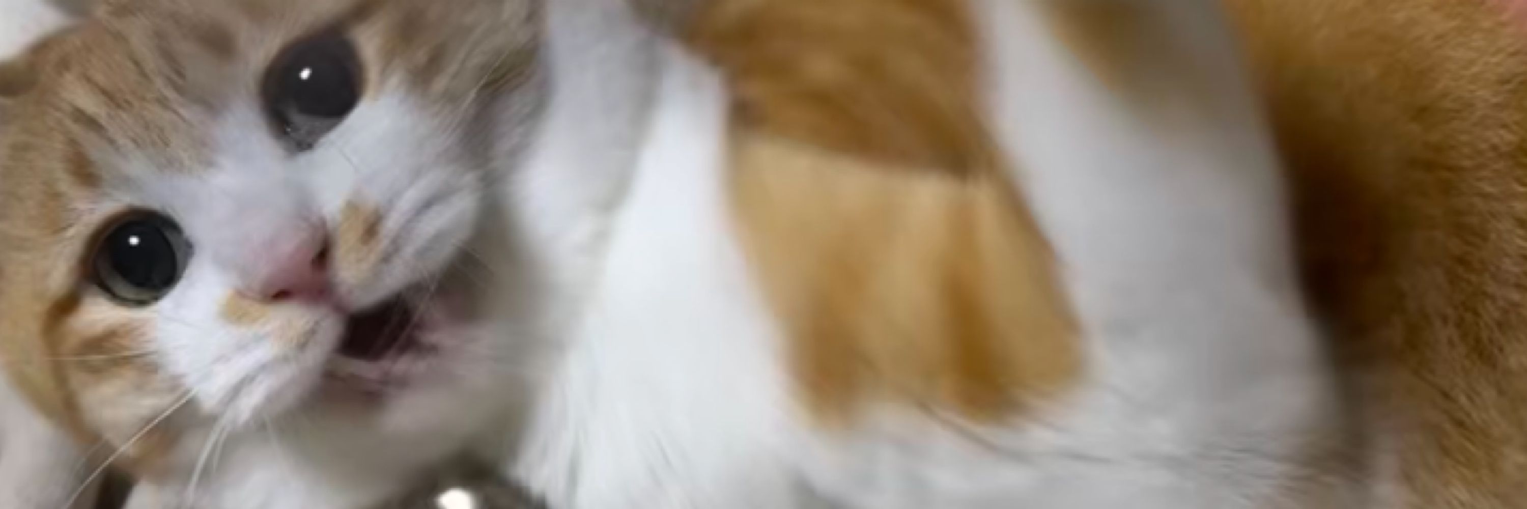 ゼラ