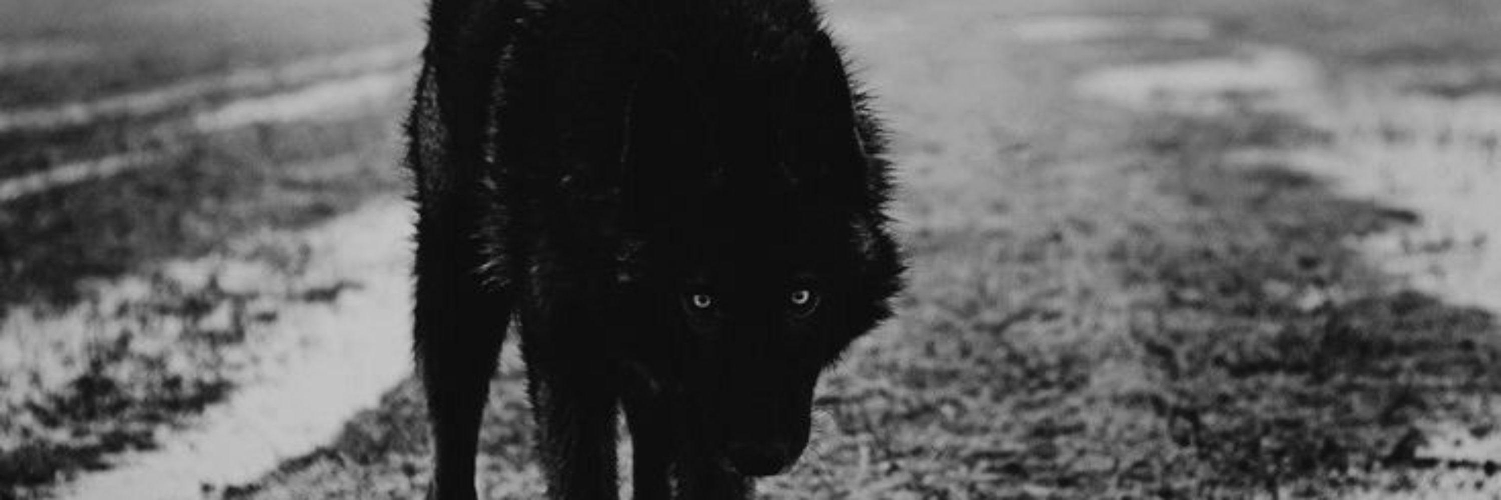 Sinz ;🐺 ╶⃝⃤