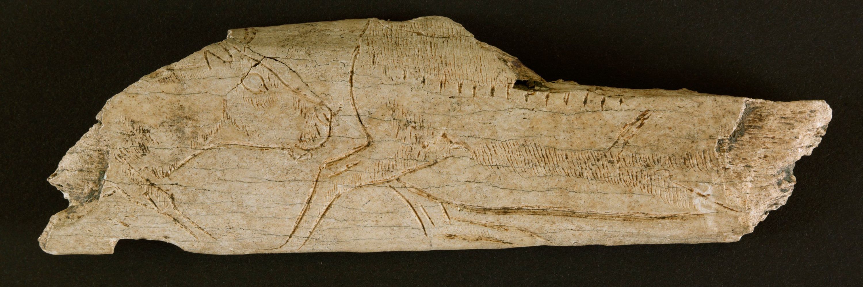 Section Préhistoire du Musée d'Aquitaine