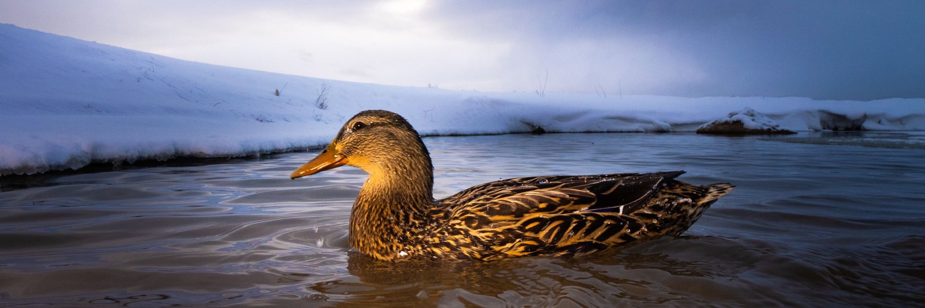 DashDucks