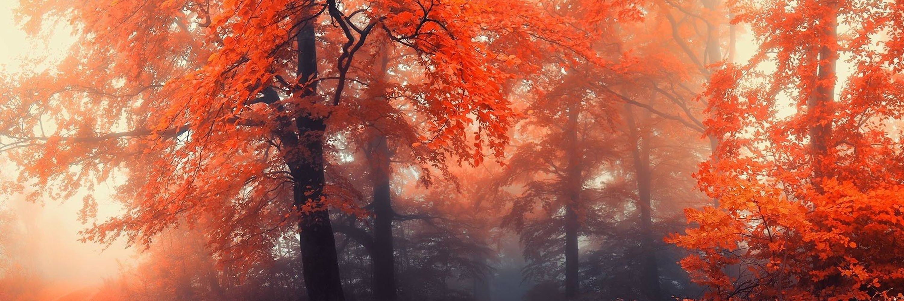 Song ~Forest Fae~