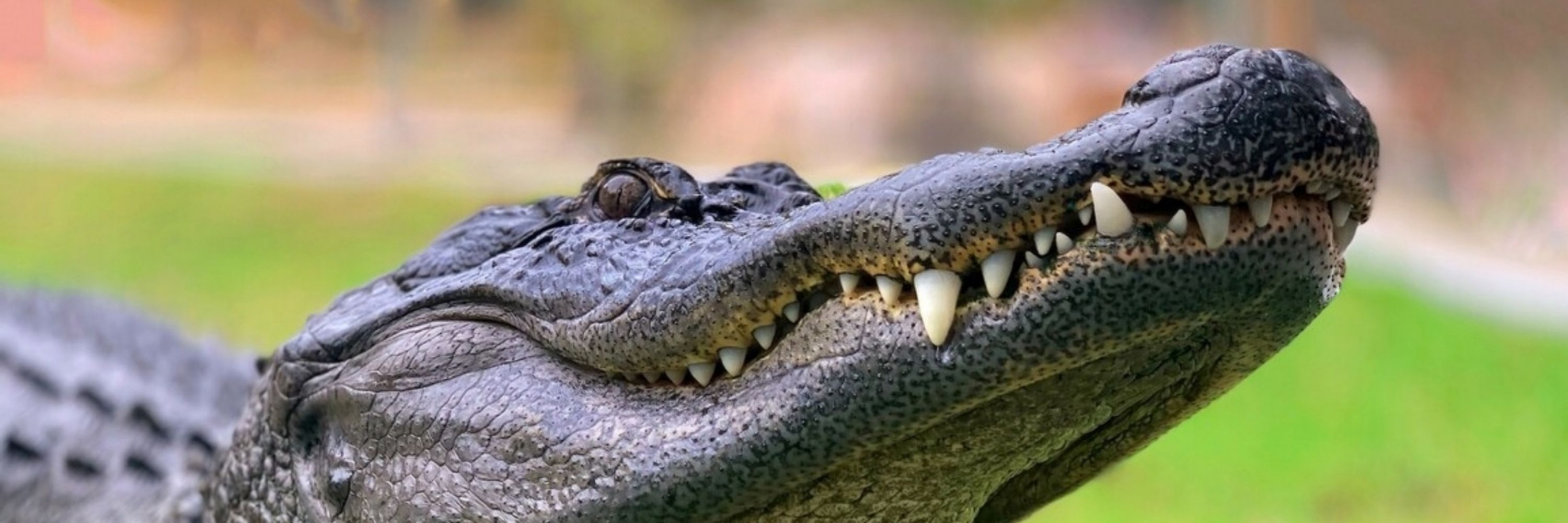 Refsa Gator