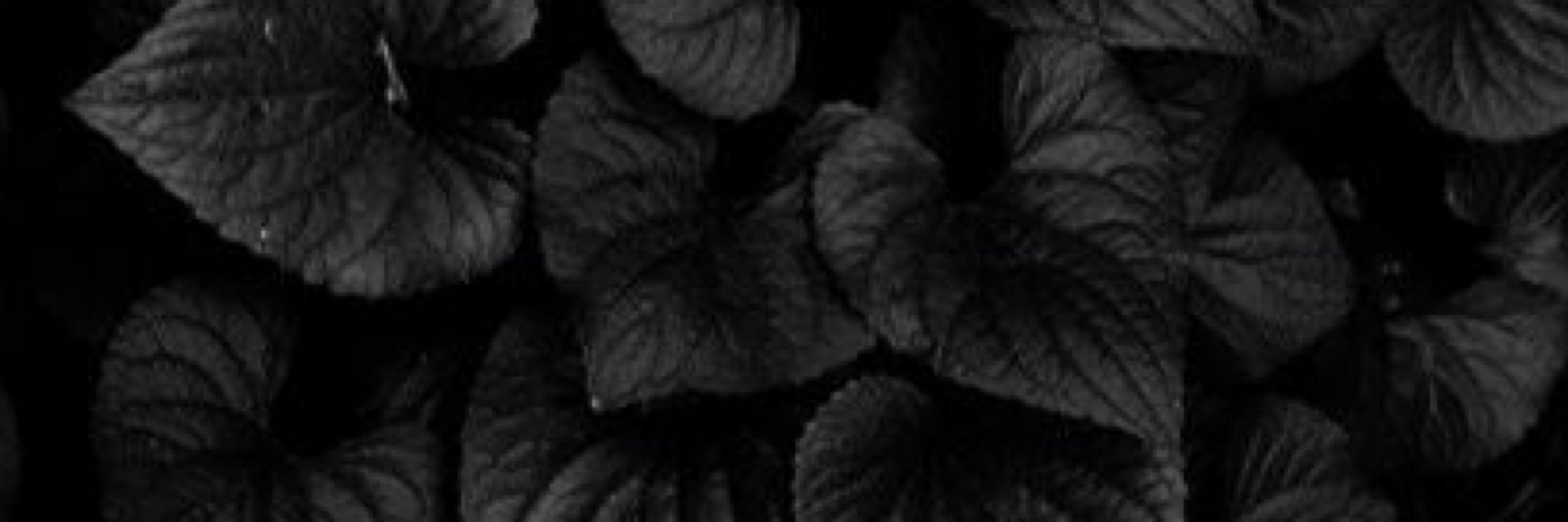 Vesperale 🖤