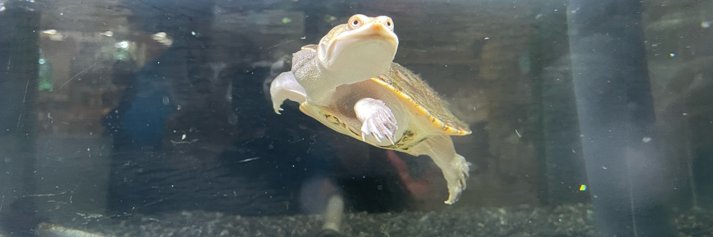 くずの