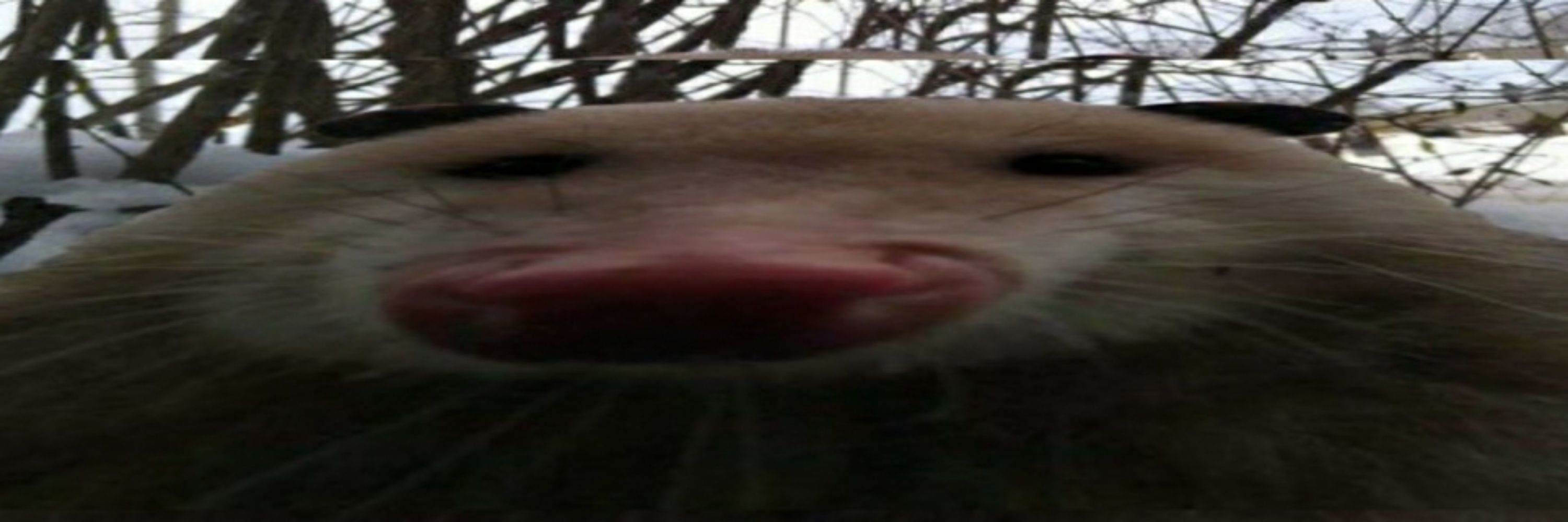 Dewey O'poss