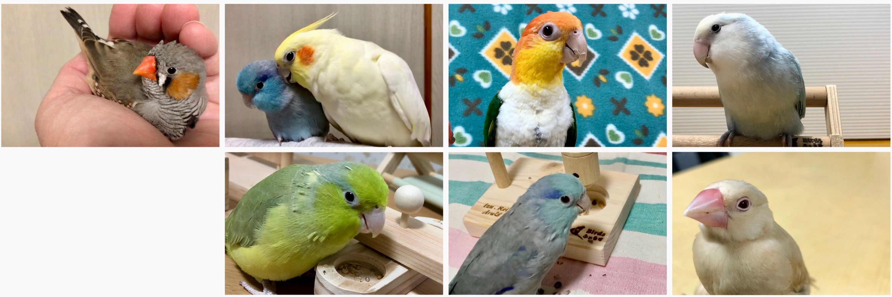 Birdsふぉるす