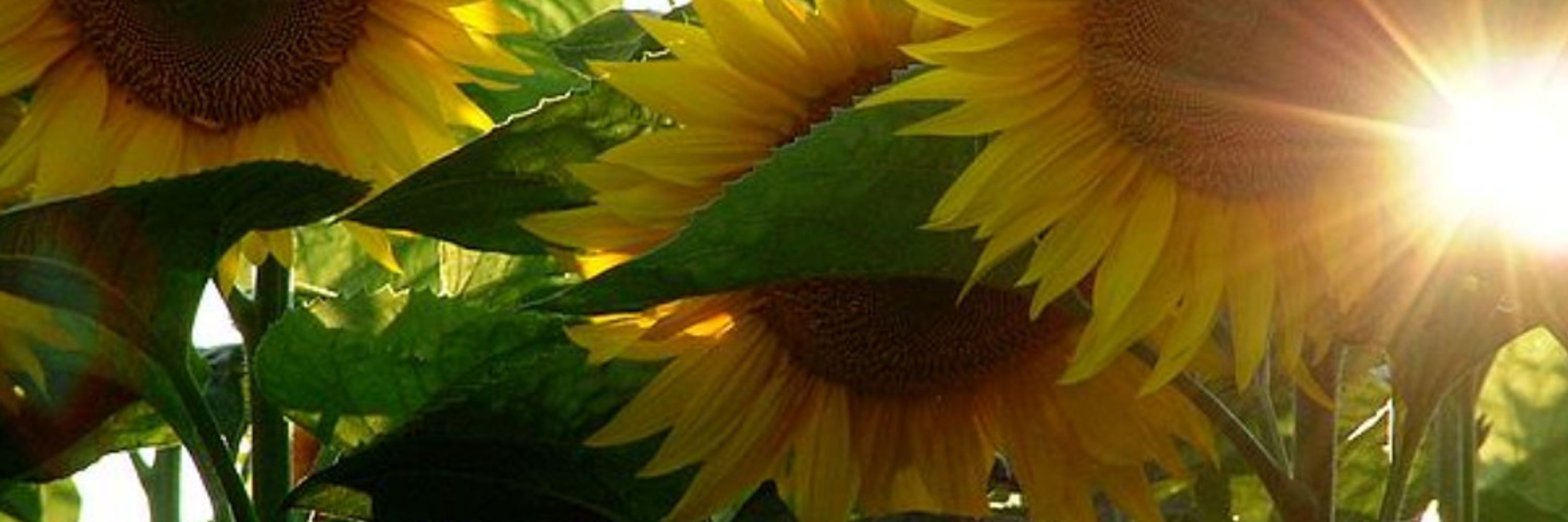 SunflowerP