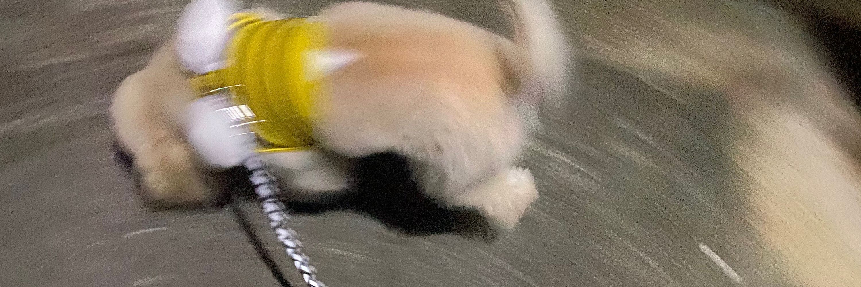 ももちゃん