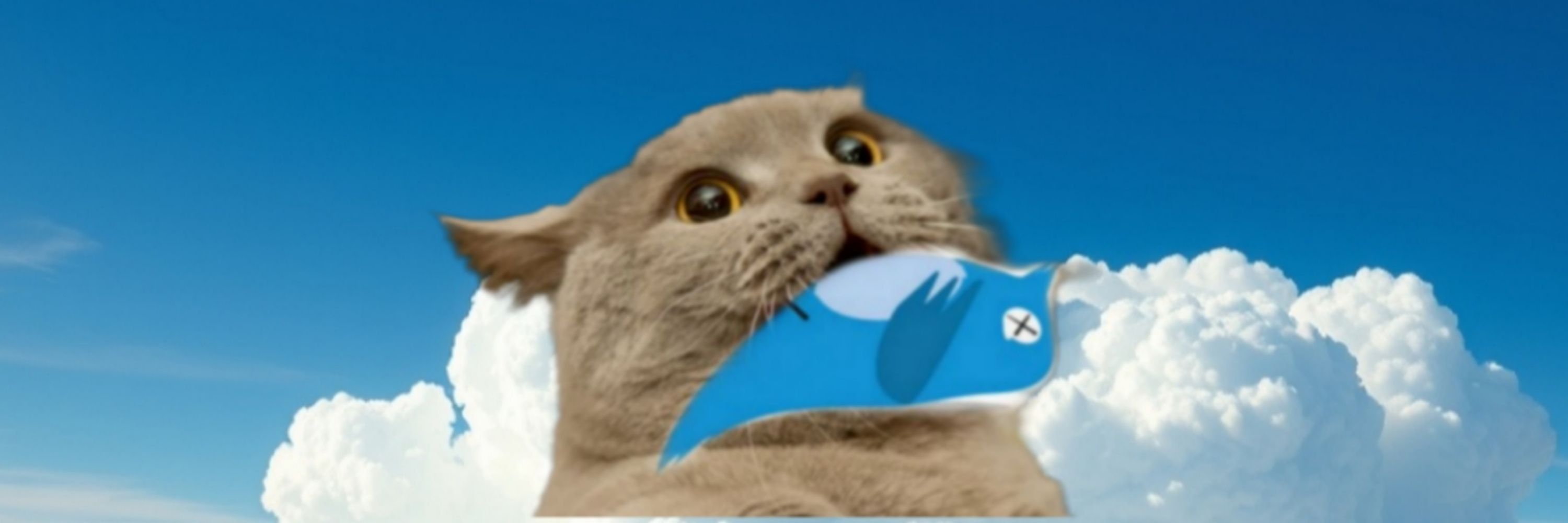 Cat-astrophe 💙