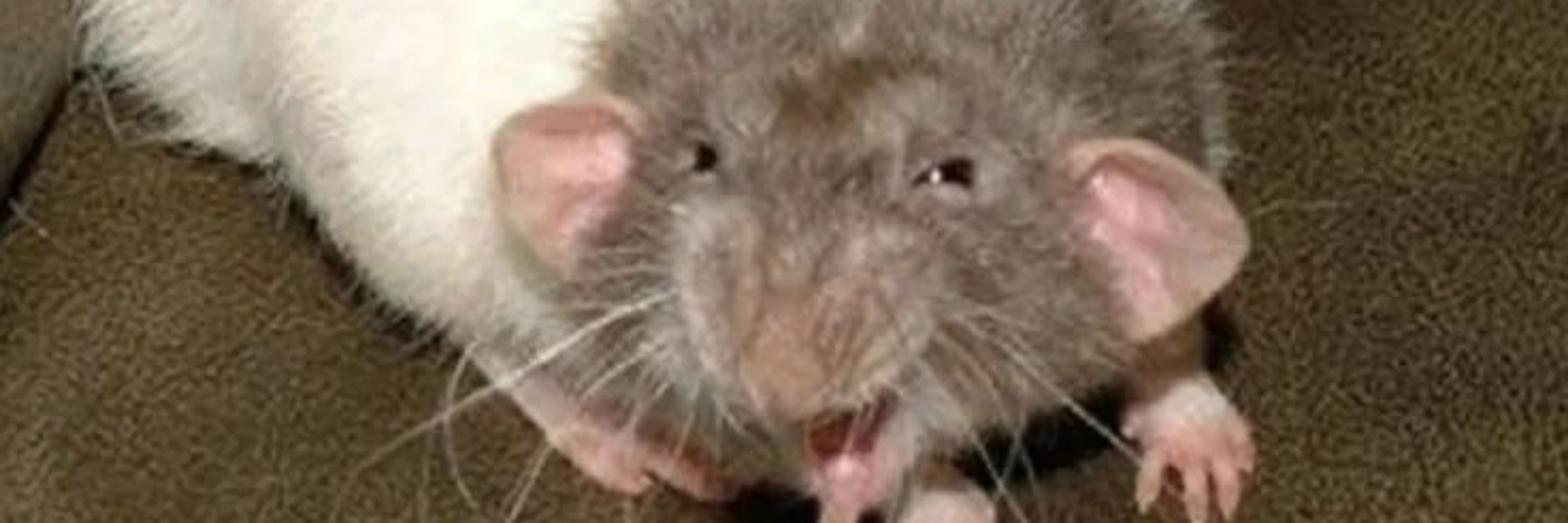 Ratkid