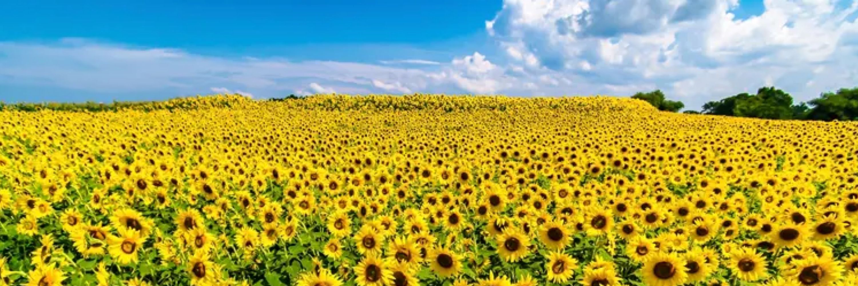 Sil 🌻
