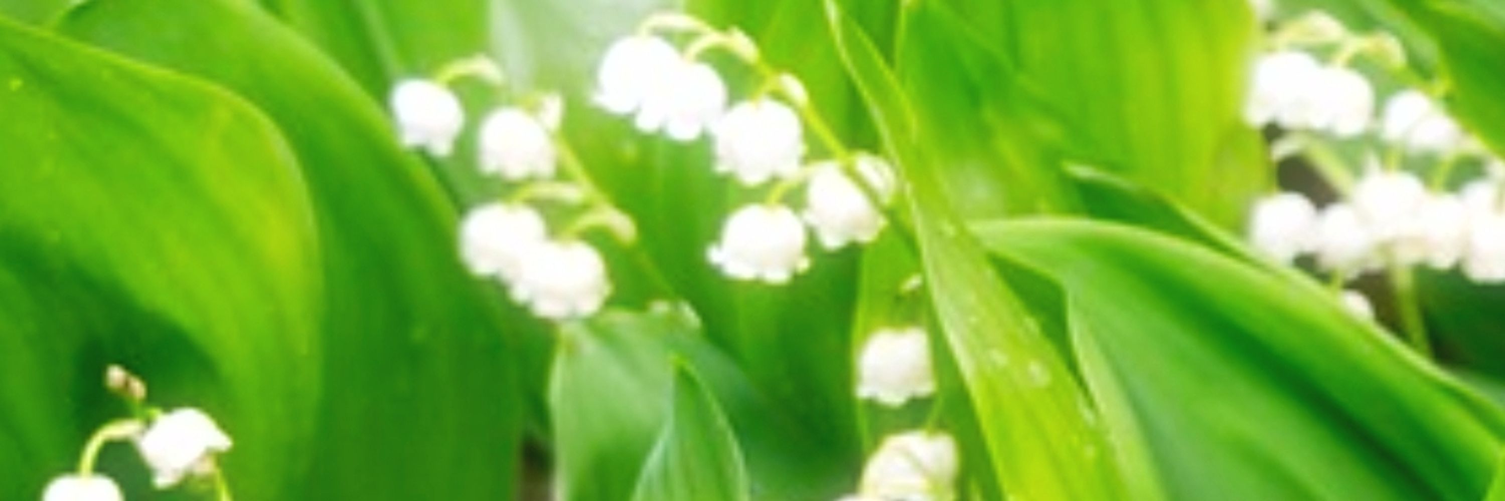 芽衣子