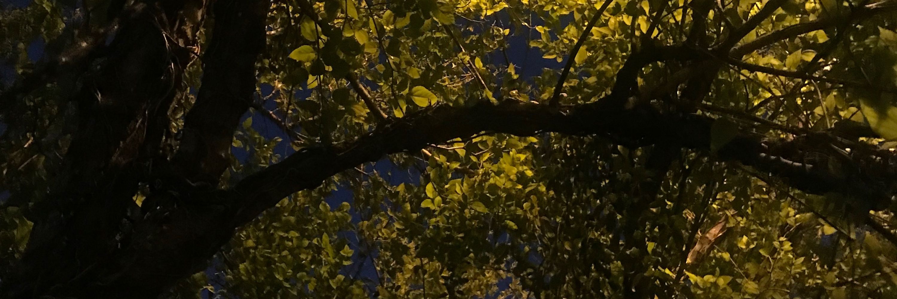 zyzyzu