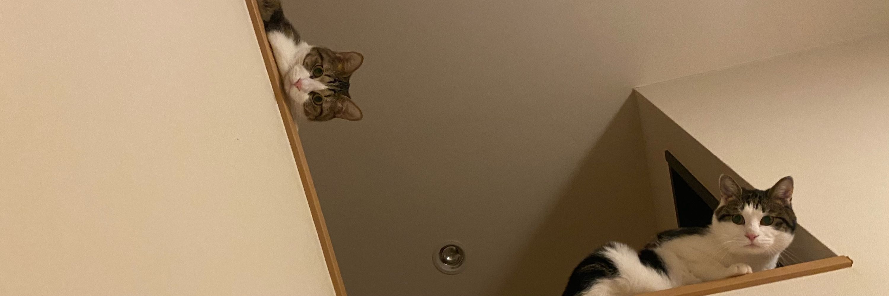 実家のねこ