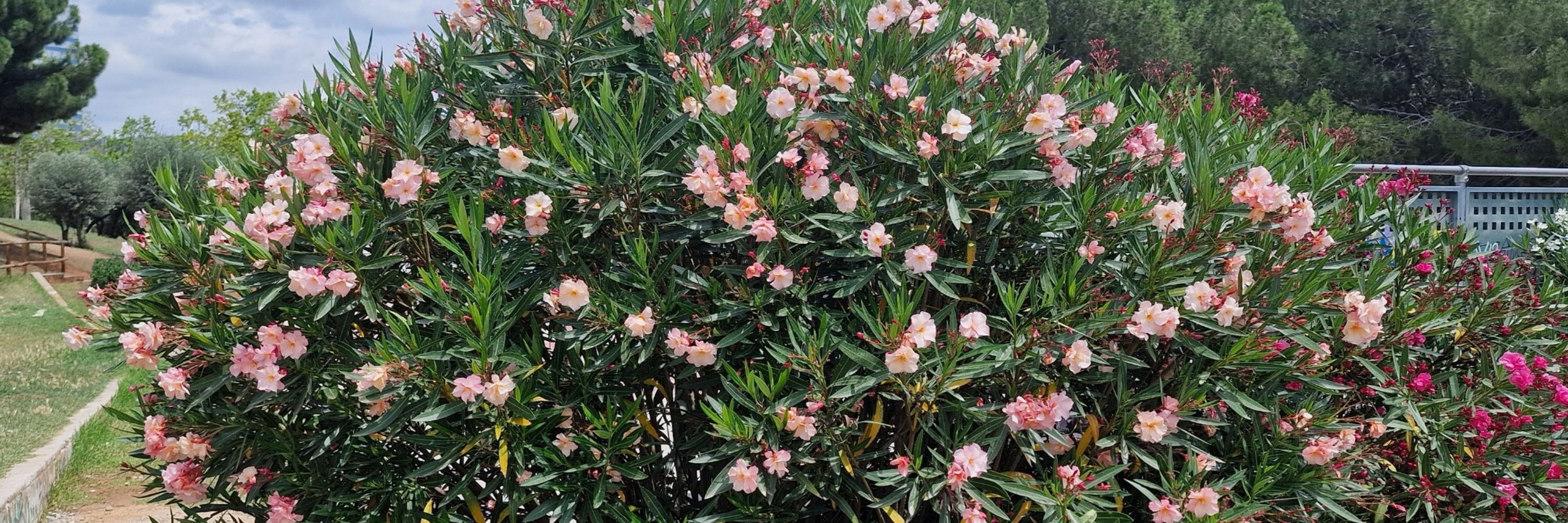 M. Antonia