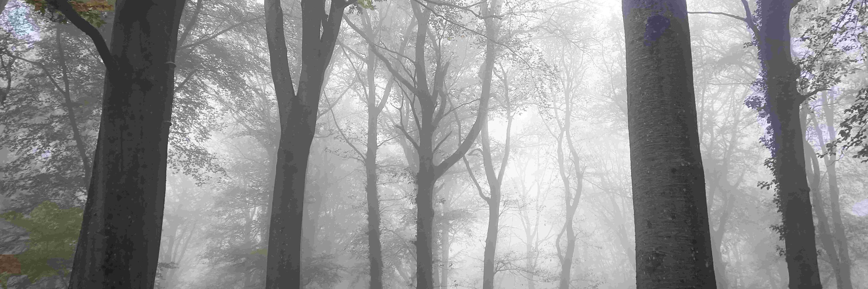 Vincent Robin