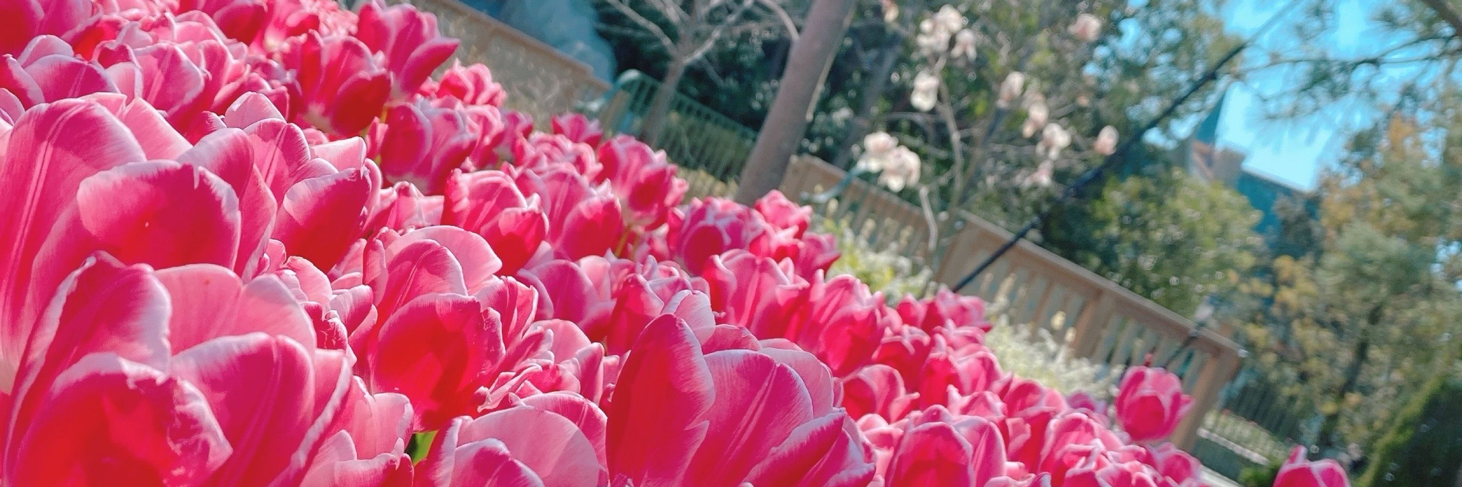 温野菜