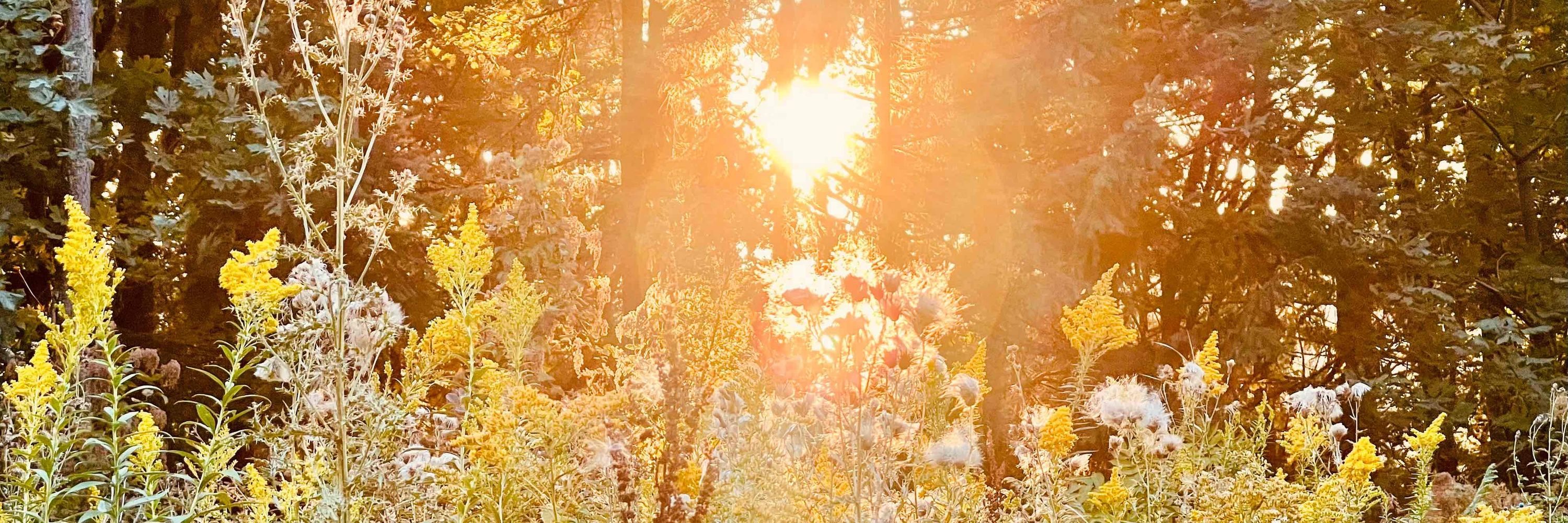Dawn Sample