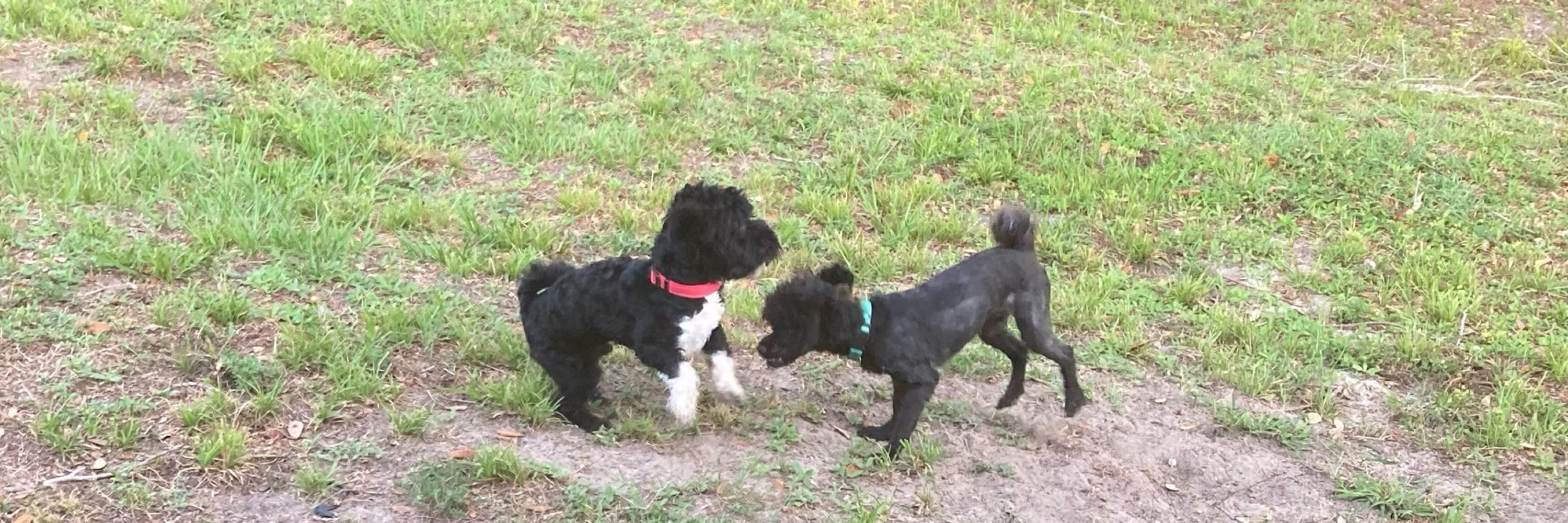 SWFL_Gma