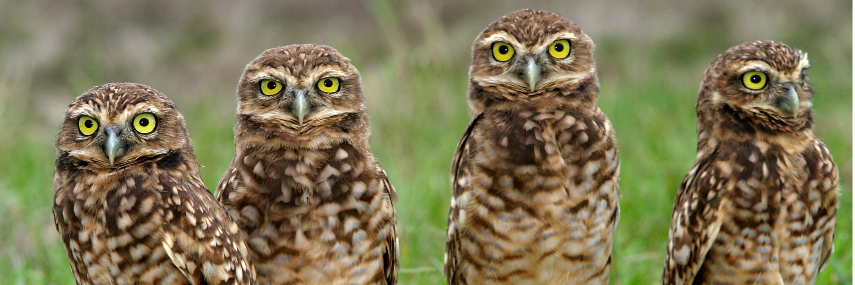 Owl Daily