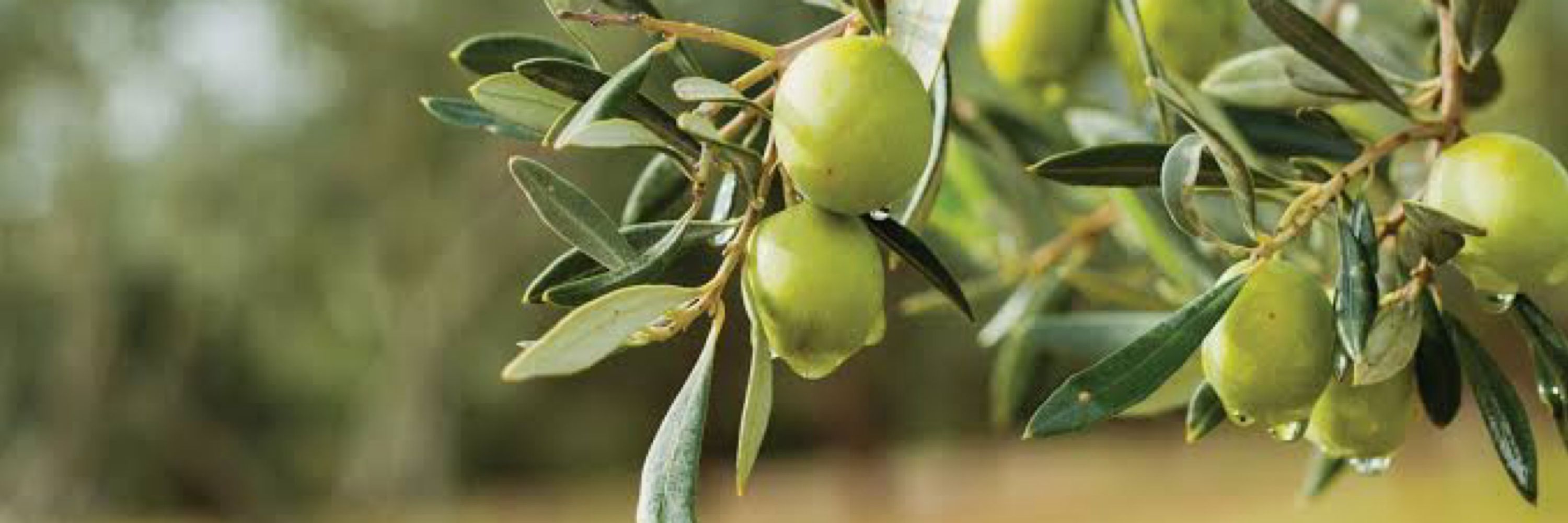 Birgül Şimşek Atar
