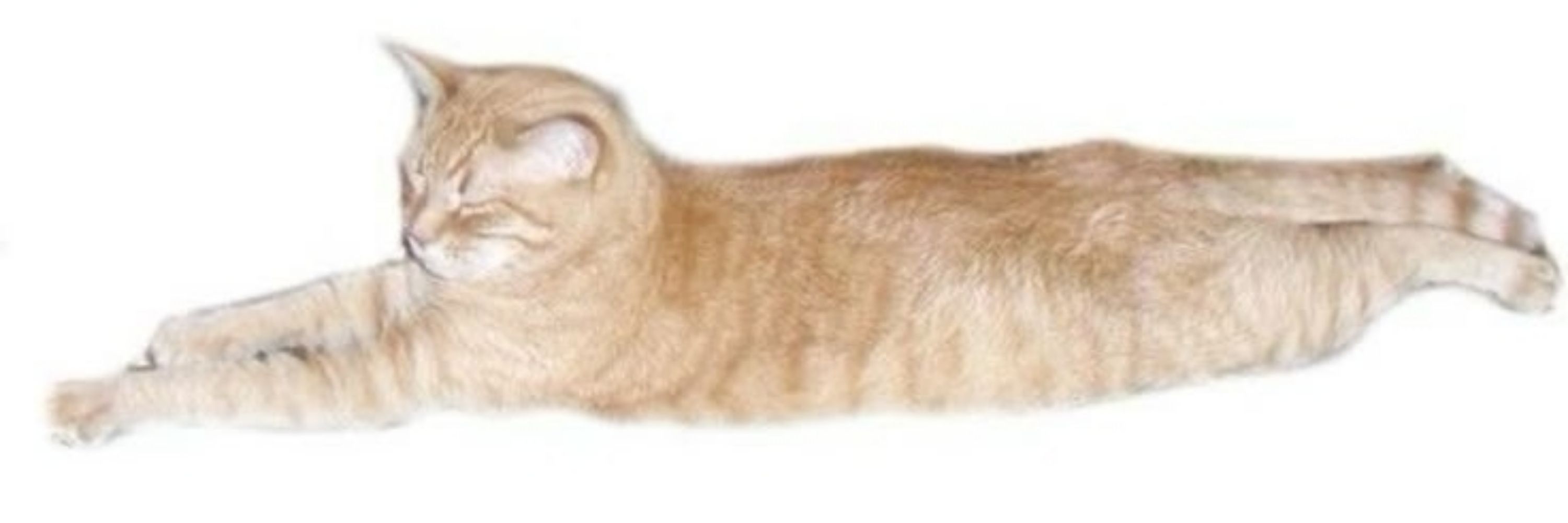Маsya